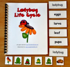 The Ladybug Life Cycle Adapted Book