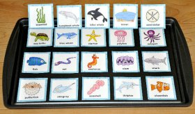 Ocean Vocabulary Cards