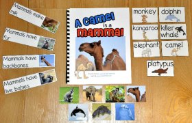 Mammals Adapted Book--A Camel Is a Mammal