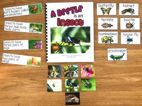 "A Beetle is an Insect" Adapted Book