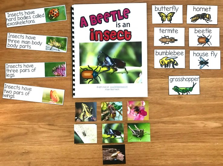 \"A Beetle is an Insect\" Adapted Book