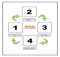 Butterfly Life Cycle Cookie Sheet Activity