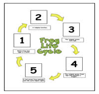 Frog Life Cycle Cookie Sheet Activity