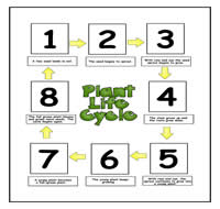 Plant Life Cycle Cookie Sheet Activity