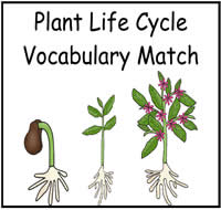 Plant Life Cycle Vocabulary Match Up File Folder Game