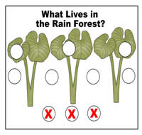What Lives in the Rain Forest Cookie Sheet Activity