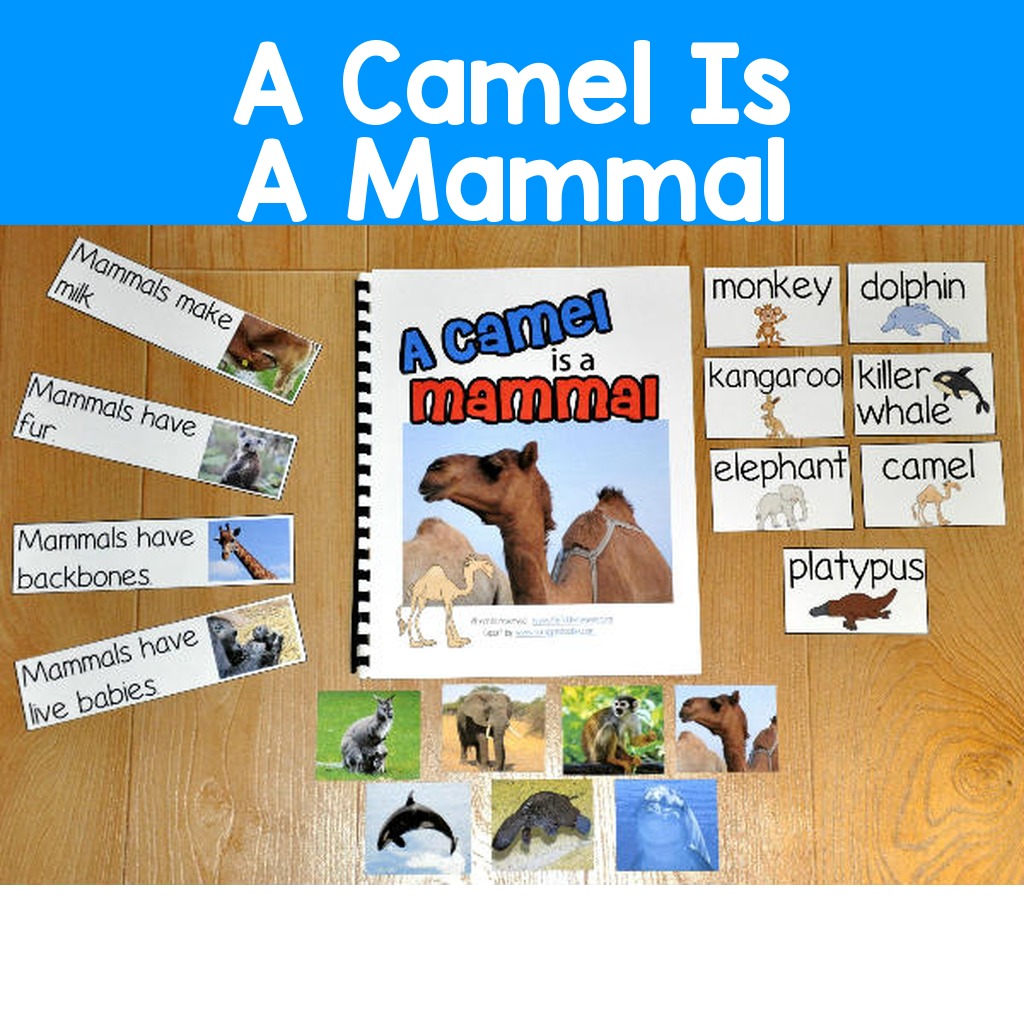 Mammals Adapted Book--A Camel Is a Mammal