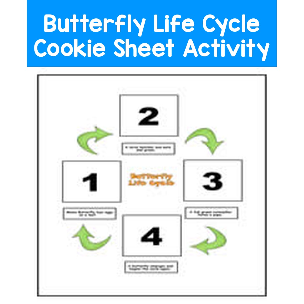 Butterfly Life Cycle Cookie Sheet Activity