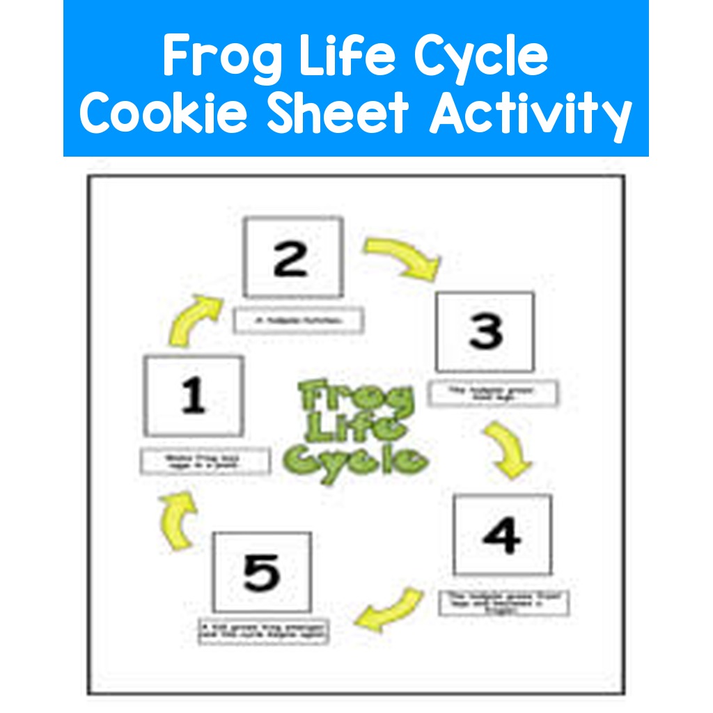 Frog Life Cycle Cookie Sheet Activity