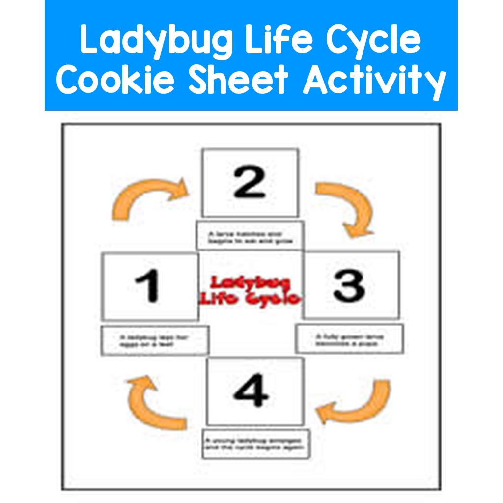 Ladybug Life Cycle Cookie Sheet Activity