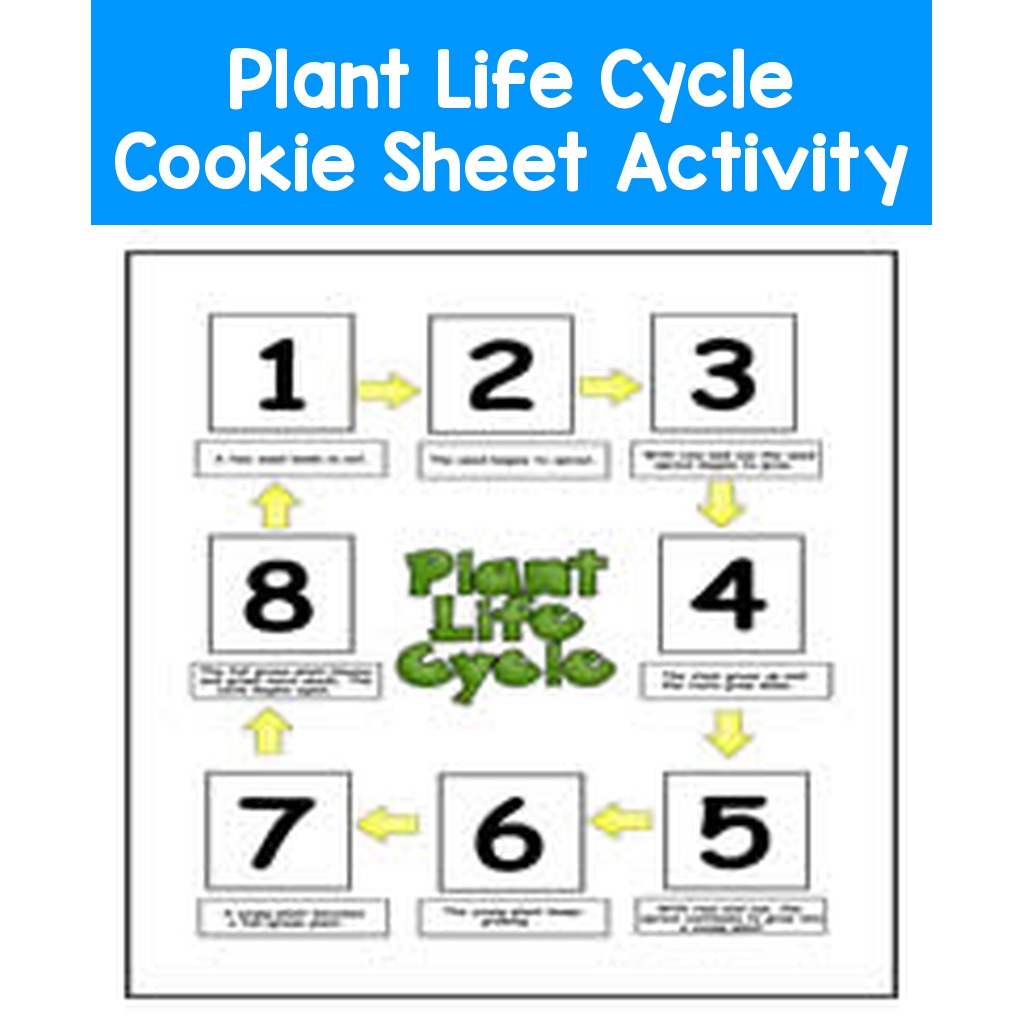 Plant Life Cycle Cookie Sheet Activity