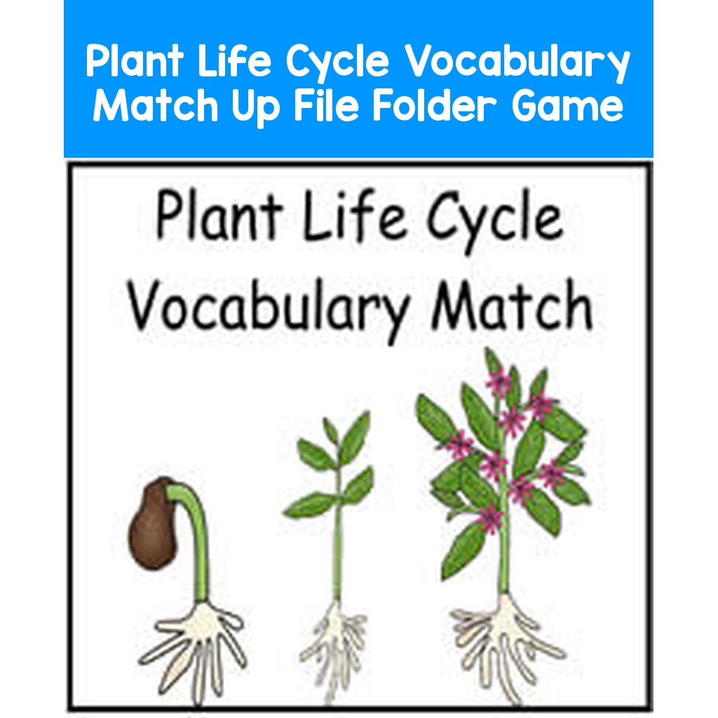 Plant Life Cycle Vocabulary Match Up File Folder Game